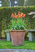 HALL O TH WOOD, CHESHIRE: SPRING, APRIL, TERRACOTTA CONTAINER, TULIPS, TULIPS BALLERINA, BULBS, ORANGE FLOWERS