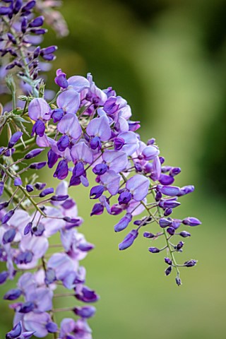HALL_O_TH_WOOD_CHESHIRE_CLOSE_UP_PORTRAIT_OF_PURPLE_FLOWERS_OF_WISTERIA_SINENSIS_PROLIFIC_CHINESE_WI