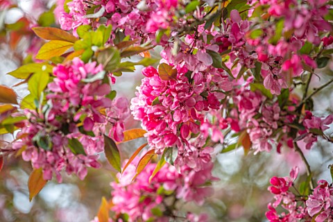 HALL_O_TH_WOOD_CHESHIRE_CLOSE_UP_PORTRAIT_OF_PINK_RED_FLOWERS_OF_MALUS_ROYALTY_BLOOMS_BLOOMING_BLOSS