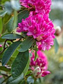HALL O TH WOOD, CHESHIRE: PINK RHODODENDRON, SPRING, APRIL, FLOWERING, BLOOMING, PINK, FLOWERS, WOODLAND, SHADE, SHADY