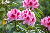 HALL O TH WOOD, CHESHIRE: PINK, MAGENTA, RED RHODODENDRON, SPRING, APRIL, FLOWERING, BLOOMING, PINK, FLOWERS, WOODLAND, SHADE, SHADY