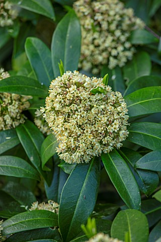 HALL_O_TH_WOOD_CHESHIRE_CLOSE_UP_OF_EMERGING_BUDS_OF_GREEN_CREAM_FLOWERS_OF_SKIMMIA_KEW_GREEN_WOODLA