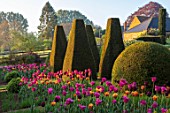 PETTIFERS, OXFORDSHIRE: THE PARTERRE IN SPRING, APRIL, EARLY MORNING, DAWN, CLIPPED, YEW TOPIARY, TULIPS CAIRO, BLACK BEAN, BARCELONA, ENGLISH, COUNTRY, GARDEN