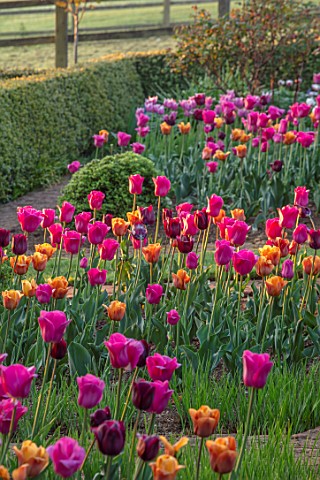PETTIFERS_OXFORDSHIRE_THE_PARTERRE_SPRING_APRIL_EARLY_MORNING_DAWN_CLIPPED_TOPIARY_TULIPS_CAIRO_BLAC