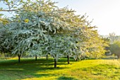PETTIFERS, OXFORDSHIRE: MEADOW WITH FLOWERS, BLOSSOM OF AVENUE OF  OF MALUS TRANSITORIA, TREES, SHRUBS, FLOWERING, BLOOMING, MORNING LIGHT, DAWN, SUNRISE, SPRING, APRIL, CRAB APPLE