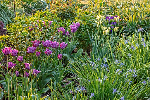 PETTIFERS_OXFORDSHIRE_BORDER_BLUE_PURPLE_FLOWERS_OF_TULIP__TULIP__BLUE_PARROT_GREEN_AND_WHITE_FLOWER