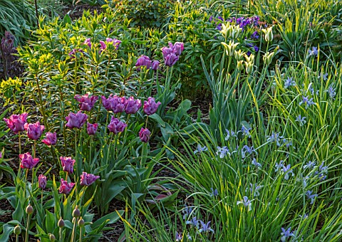 PETTIFERS_OXFORDSHIRE_BORDER_BLUE_PURPLE_FLOWERS_OF_TULIP__TULIP__BLUE_PARROT_GREEN_AND_WHITE_FLOWER