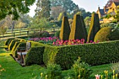 PETTIFERS, OXFORDSHIRE: BULBS, FLOWERING, BLOOMING, MORNING LIGHT, SUNRISE, SPRING, APRIL, PARTERRE, YEW, BOX TOPIARY, CLIPPED, SEAT, BENCH, TULIPS BARCELONA, BLACK BEAN, CAIRO