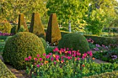 PETTIFERS, OXFORDSHIRE: BULBS, FLOWERING, BLOOMING, MORNING LIGHT, SUNRISE, SPRING, APRIL, PARTERRE, YEW, BOX TOPIARY, CLIPPED, TULIPS BARCELONA, BLACK BEAN, CAIRO