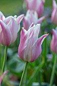 PETTIFERS, OXFORDSHIRE: CLOSE UP OF PINK, WHITE FLOWERS OF TULIPS - TULIPA SANNE, BULBS, SPRING, APRIL, VELVETY, PETALS