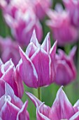 PETTIFERS, OXFORDSHIRE: CLOSE UP OF PINK, WHITE EDGES FLOWERS OF TULIPS - TULIPA BALLADE, BULBS, SPRING, APRIL, VELVETY, PETALS