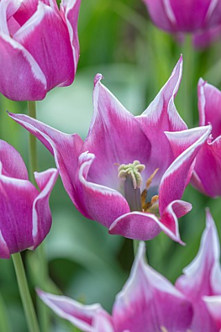 PETTIFERS_OXFORDSHIRE_CLOSE_UP_OF_PINK_WHITE_EDGES_FLOWERS_OF_TULIPS__TULIPA_BALLADE_BULBS_SPRING_AP