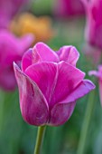 PETTIFERS, OXFORDSHIRE: CLOSE UP OF DEEP PINK FLOWERS OF TULIPS - TULIP BARCELONA, BULBS, SPRING, APRIL, VELVETY, PETALS