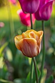 PETTIFERS, OXFORDSHIRE: CLOSE UP OF BROWN, ORANGE FLOWERS OF TULIP - TULIPA CAIRO, BULBS, SPRING, APRIL, VELVETY, PETALS