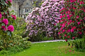 GRAVETYE MANOR, SUSSEX: COUNTRY GARDEN, APRIL, SPRING, RHODODENDRONS IN THE WOODLAND GARDEN WITH MANOR BEHIND, PINK, FLOWERS, FLOWERING, BLOOMING