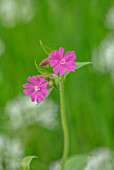 APRIL COTTAGE, WORCESTERSHIRE: CLOSE UP OF WILDFLOWER, PINK FLOWERS OF SILENE DIOICA, RED CAMPION, WILDFLOWERS, SPRING, APRIL