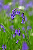 APRIL COTTAGE, WORCESTERSHIRE: CLOSE UP OF WILDFLOWER, BLUE PURPLE FLOWERS OF ENGLISH BLUEBELLS, HYACINTHOIDES NON-SCRIPTA, WILDFLOWERS, SPRING, APRIL