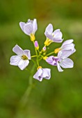 APRIL COTTAGE, WORCESTERSHIRE: CLOSE UP OF PALE PINK FLOWERS OF LADYS SMOCK, CARDAMINE PRATENSIS, CUCKOO FLOWER, WILDFLOWERS, SPRING, APRIL