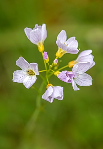 APRIL_COTTAGE_WORCESTERSHIRE_CLOSE_UP_OF_PALE_PINK_FLOWERS_OF_LADYS_SMOCK_CARDAMINE_PRATENSIS_CUCKOO