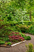 THE PICTON GARDEN AND OLD COURT NURSERIES, WORCESTERSHIRE: PATH, SHADE, SHADY, WOODLAND, ACERS, GREEN, MAPLES, DAVIDIA INVOLUCRATA, HANDKERCHIEF TREE, DOVE TREE, GHOST TREE