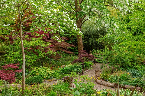 THE_PICTON_GARDEN_AND_OLD_COURT_NURSERIES_WORCESTERSHIRE_PATH_SHADE_SHADY_WOODLAND_ACERS_GREEN_MAPLE