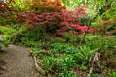 THE PICTON GARDEN AND OLD COURT NURSERIES, WORCESTERSHIRE: PATH, SHADE, SHADY, WOODLAND, ACERS, GREEN, MAPLES, TREES, FERNS, STUMP, STUMPERY
