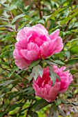 THE PICTON GARDEN AND OLD COURT NURSERIES, WORCESTERSHIRE: CLOSE UP OF PINK FLOWERS OF PEONY, PAEONIA PLAYGIRL, TREE PEONY, FLOWERING, SHRUBS, SHADY, SHADE
