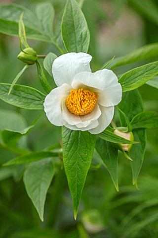 THE_PICTON_GARDEN_AND_OLD_COURT_NURSERIES_WORCESTERSHIRE_CLOSE_UP_OF_WHITE_YELLOW_FLOWERS_OF_PEONY_P