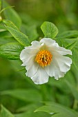 THE PICTON GARDEN AND OLD COURT NURSERIES, WORCESTERSHIRE: CLOSE UP OF WHITE, YELLOW FLOWERS OF PEONY, PAEONIA EMODI, TREE PEONY, FLOWERING, SHRUBS, SHADY, SHADE