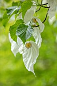 THE PICTON GARDEN AND OLD COURT NURSERIES, WORCESTERSHIRE:  PLANT PORTRAIT OF WHITE FLOWERS OF HANDKERCHIEF TREE, DAVIDIA INVOLUCRATA VAR VILMORINIANA, TREES, DECIDUOUS, SHADE