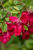 THE PICTON GARDEN AND OLD COURT NURSERIES, WORCESTERSHIRE: CLOSE UP OF RED FLOWERS OF ROSES, ROSA CHINENSIS BENGAL BEAUTY, SHRUBS, SHADE, SHADY