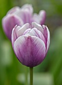 THE PICTON GARDEN AND OLD COURT NURSERIES, WORCESTERSHIRE: CLOSE UP OF BLUE, PURPLE, WHITE, PINK, FLOWERS OF TULIP, TULIPA ATLANTIS, BULBS