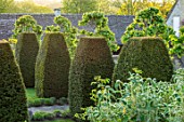 PRIVATE GARDEN, GLOUCESTERSHIRE: CLIPPED YEW, TAXUS TOPIARY IN FRONT GARDEN, MAY, SPRING, GREEN, COUNTRY, GARDEN