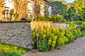 PRIVATE GARDEN, GLOUCESTERSHIRE: WALL, GRAVEL, GARDEN, GREEN, LIME, FOLIAGE OF FLOWERS OF EUPHORBIA CHARACIAS SUBSP. WULFENII, MAY, SPRING