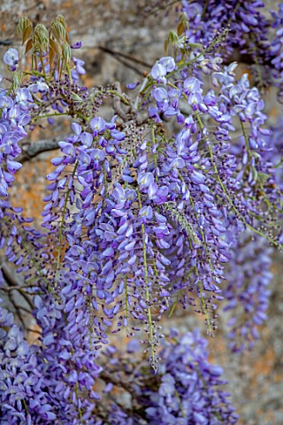 VILLAGE_FARM_HOUSE_GLOUCESTERSHIRE_WALL_PURPLE_FLOWERS_OF_WISTERIA_SINENSIS_MAY_SPRING_BLOOMING_FLOW