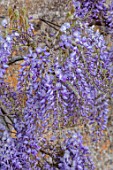 VILLAGE FARM HOUSE, GLOUCESTERSHIRE: WALL, PURPLE FLOWERS OF WISTERIA SINENSIS, MAY, SPRING, BLOOMING, FLOWERING, SCENTED, FRAGRANT, SHRUBS, CLIMBER, CLIMBING