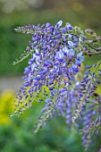VILLAGE FARM HOUSE, GLOUCESTERSHIRE: PURPLE FLOWERS OF WISTERIA SINENSIS, MAY, SPRING, BLOOMING, FLOWERING, SCENTED, FRAGRANT, SHRUBS, CLIMBER, CLIMBING