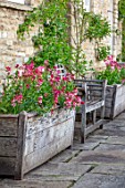 VILLAGE FARM HOUSE, GLOUCESTERSHIRE: WALL, MAY, SPRING, BLOOMING, FLOWERING, BULBS, WALLFLOWERS, WOODEN CONTAINERS, TULIPA ANGELIQUE, ERYSIMUM CHEIRI RUBY GEM, BENCHES, SEATS