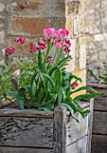 VILLAGE FARM HOUSE, GLOUCESTERSHIRE: WALL, MAY, SPRING, BLOOMING, FLOWERING, BULBS, WALLFLOWERS, WOODEN CONTAINERS, TULIPA ANGELIQUE, ERYSIMUM CHEIRI RUBY GEM