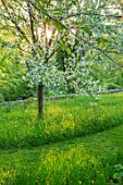 VILLAGE FARM HOUSE, GLOUCESTERSHIRE: MEADOW, LAWN, SPRING, MAY, MALUS TORINGOIDES, WHITE, BLOSSOM, FLOWERS, PATHS