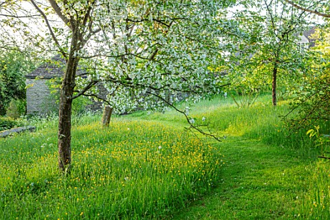VILLAGE_FARM_HOUSE_GLOUCESTERSHIRE_MEADOW_LAWN_SPRING_MAY_MALUS_TORINGOIDES_WHITE_BLOSSOM_FLOWERS_PA