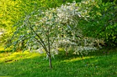 VILLAGE FARM HOUSE, GLOUCESTERSHIRE: MEADOW, LAWN, SPRING, MAY, MALUS TRANSITORIA UNDERPLANTED WITH TULIPS QUEEN OF NIGHT, BLEU AIMABLE, CRAB APPLE, WHITE, BLOSSOM
