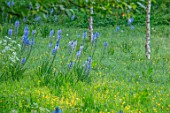 VILLAGE FARM HOUSE, GLOUCESTERSHIRE: MEADOW, WILDFLOWERS, SPRING, MAY, NARURALISED BULBS, BLUE, FLOWERS OF CAMASSIA LEICHTLINII SUBSP. SUKSDORFII CAERULEA GROUP