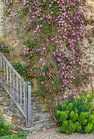 VILLAGE_FARM_HOUSE_GLOUCESTERSHIRE_SPRING_MAY_STEPS_WALL_PINK_FLOWERS_OF_CLEMATIS_MONTANA_VAR_RUBENS