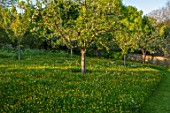 VILLAGE FARM HOUSE, GLOUCESTERSHIRE: MEADOW, SPRING, MAY, ORCHARD, FRUIT, TREES, PATH, GRASS, BUTTERCUPS, RANUNCULUS REPENS