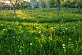 VILLAGE FARM HOUSE, GLOUCESTERSHIRE: MEADOW, SPRING, MAY, ORCHARD, FRUIT, TREES, PATH, GRASS, BUTTERCUPS, RANUNCULUS REPENS