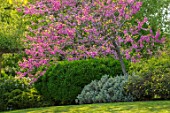 DESIGNER JAMES SCOTT, THE GARDEN COMPANY: LAWN, BORDER WITH JUDAS TREE, CERCIS SILIQUASTRUM, PINK, FLOWERS, FLOWERING, TREES, SPRING, MAY
