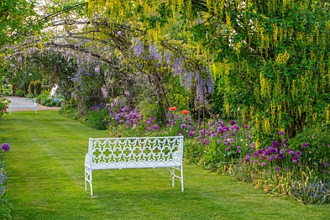 THE_MANOR_HOUSE_STEVINGTON_BEDFORDSHIRE_MAY_SPRING_WHITE_BENCH_SEAT_WISTERIA_LABURNUM_VOSSII_ARCH_AL