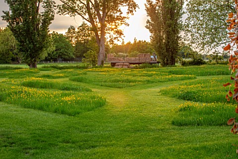 THE_MANOR_HOUSE_STEVINGTON_BEDFORDSHIRE_MEADOW_WITH_BUTTERCUPS_AND_PATHS_CUT_THROUGH_GRASS_SUNSET_MA