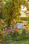 THE MANOR HOUSE, STEVINGTON, BEDFORDSHIRE: SPRING, MAY, EARLY MORNING, SUNRISE, WHITE METAL BENCH, SEATS, LABURNUM VOSSII, ARCH, ARCHWAY, ALLIUM PURPLE SENSATION, POPPIES